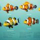 identifying types of anemonefish